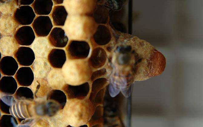 蜜蜂王臺建好后幾天封蓋? 蜜蜂王臺