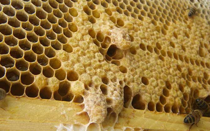 蜂王不產(chǎn)卵是什么原因? 蜂王