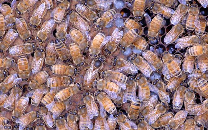 蜂王不產(chǎn)卵是什么原因? 蜂王