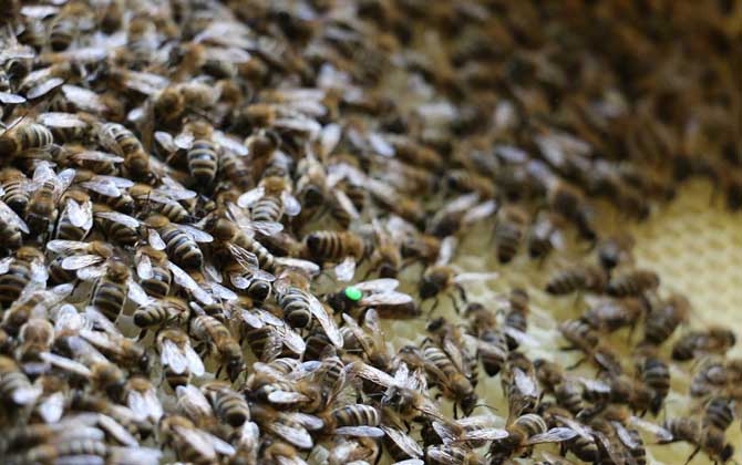 怎樣從蜂團(tuán)中找到蜂王? 蜂王