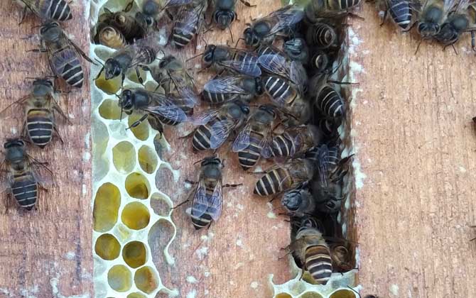 怎樣才能養(yǎng)好中華蜜蜂? 中華蜜蜂