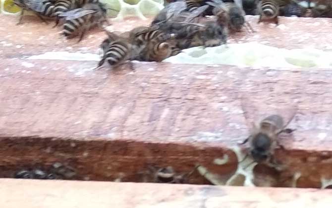 怎樣才能養(yǎng)好中華蜜蜂? 中華蜜蜂