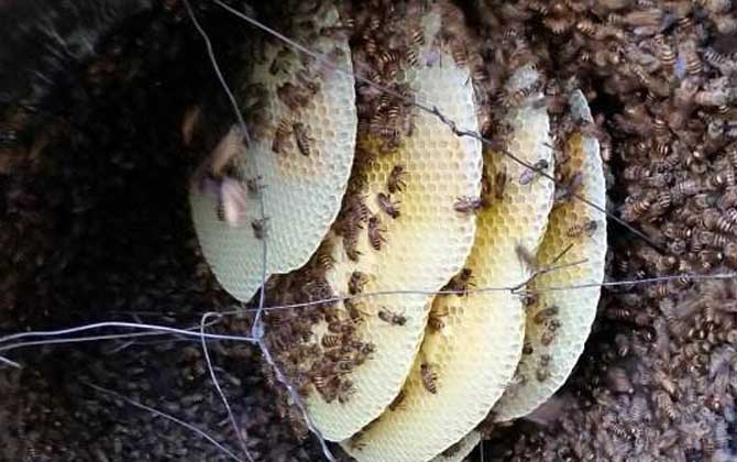 怎樣才能養(yǎng)好中華蜜蜂? 中華蜜蜂