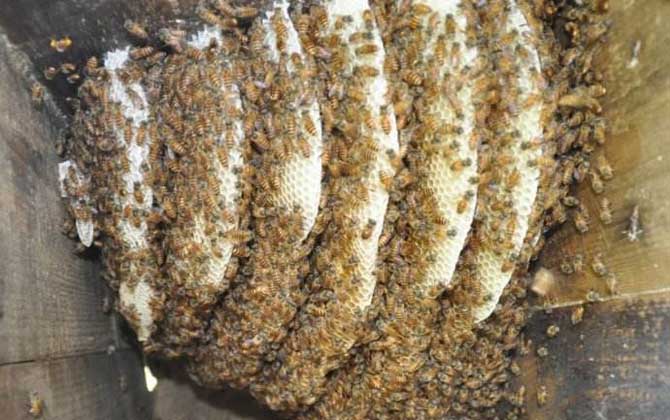 怎樣才能養(yǎng)好中華蜜蜂? 中華蜜蜂