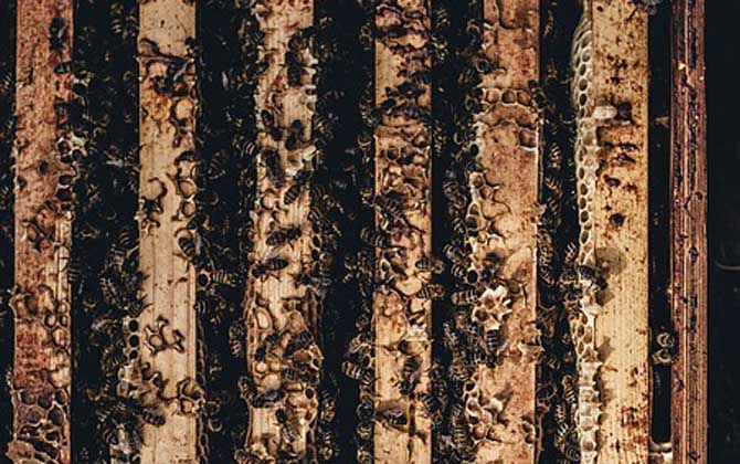 一脾蜜蜂春季怎么快速繁殖? 蜜蜂春季繁殖