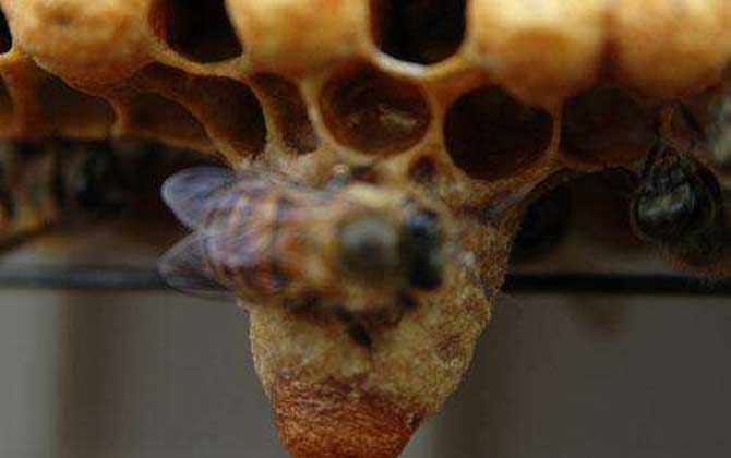 王臺(tái)天數(shù)變化過(guò)程表 王臺(tái)