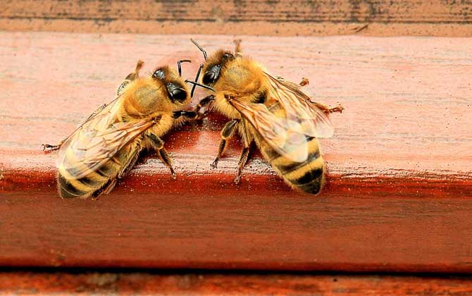 初學養蜂要了解哪些養蜂知識? 養蜂知識