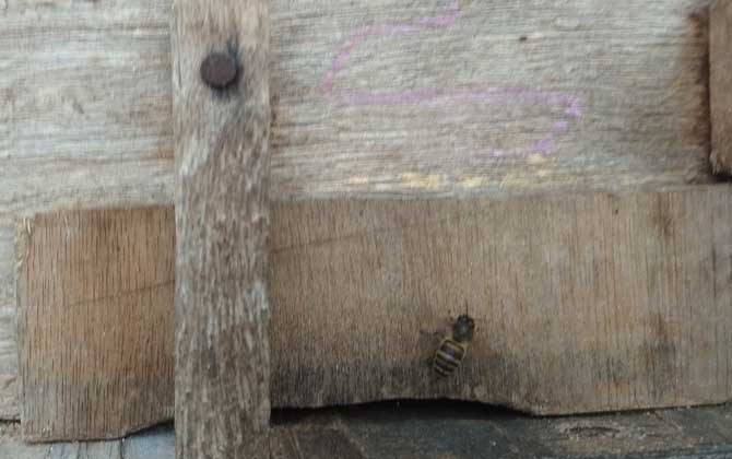 中蜂用什么蜂箱養(yǎng)最好? 中蜂用什么蜂箱