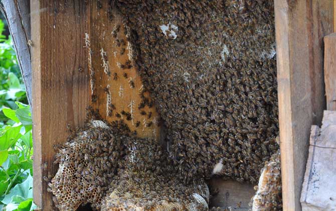 中蜂什么時候取蜜? 中蜂取蜜