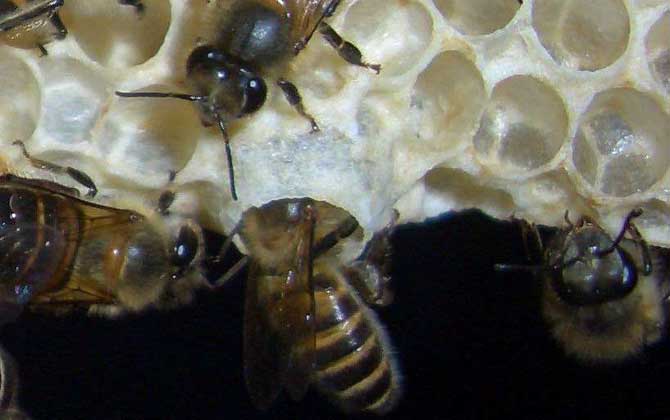 中蜂王臺多久看一次? 王臺