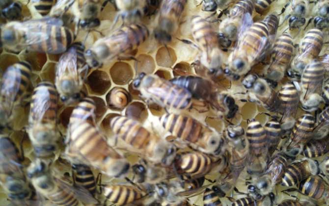 中蜂介王最快的方法 中蜂介王