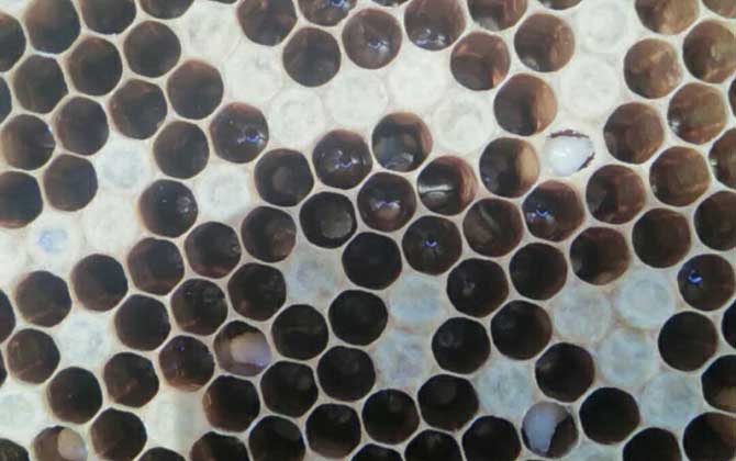 中蜂強群怎么養不分蜂? 中蜂強群怎么養