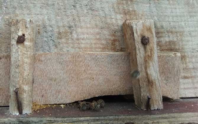 活框蜂箱是怎么構(gòu)成的? 活框蜂箱