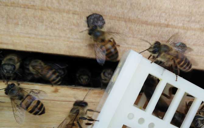 活框蜂箱是怎么構(gòu)成的? 活框蜂箱