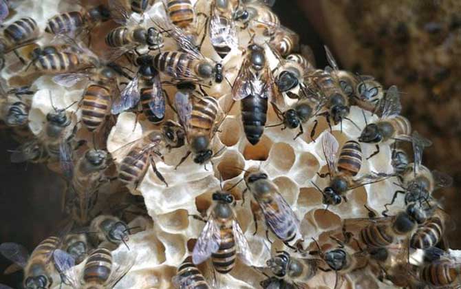 家庭養(yǎng)蜂技術(shù)及注意事項(xiàng) 家庭養(yǎng)蜂技術(shù)