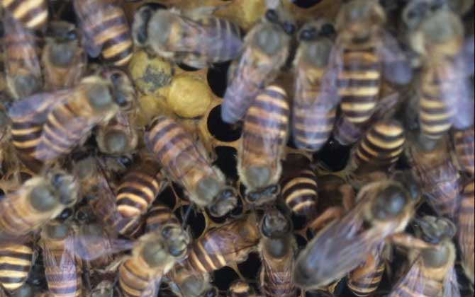 家庭養(yǎng)蜂技術(shù)及注意事項(xiàng) 家庭養(yǎng)蜂技術(shù)