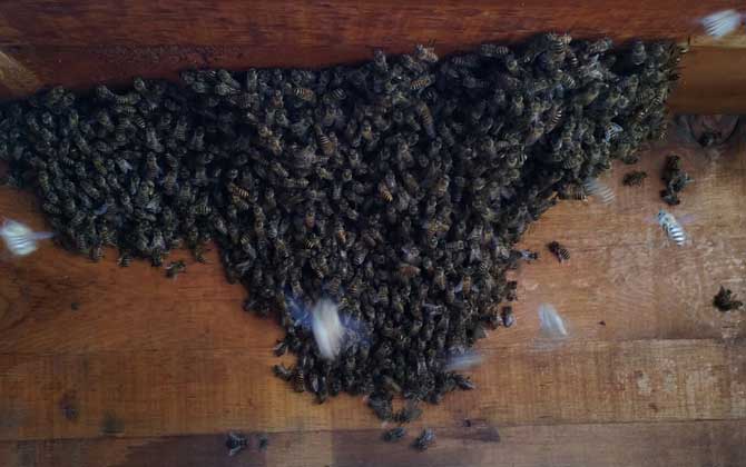 家庭養(yǎng)蜂技術(shù)及注意事項(xiàng) 家庭養(yǎng)蜂技術(shù)