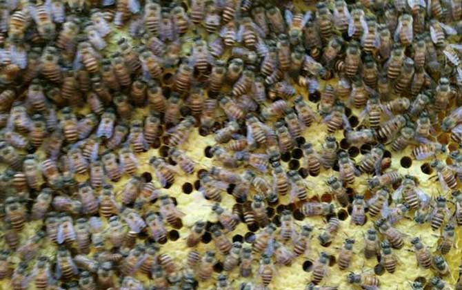 新手養蜂要掌握哪些技術? 新手養蜂