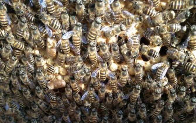 工蜂產卵可以育王嗎? 工蜂產卵