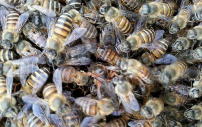 蜜蜂養殖有哪些秘訣? 蜜蜂養殖