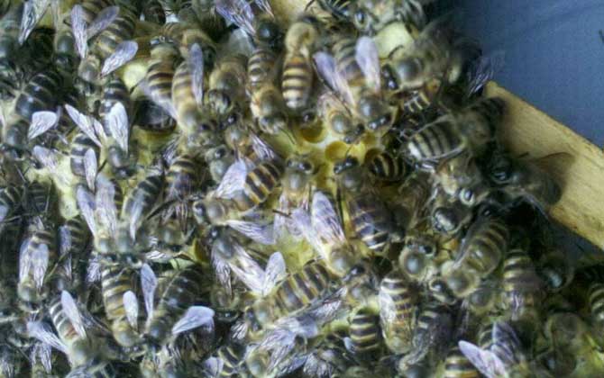 蜜蜂養殖有哪些秘訣? 蜜蜂養殖