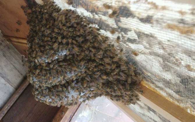 蜜蜂養殖有哪些秘訣? 蜜蜂養殖