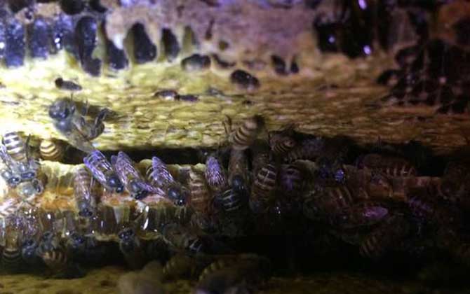 怎么引來蜜蜂自己養(yǎng)殖? 怎么引來蜜蜂