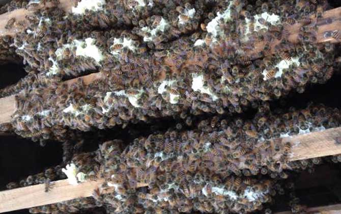 怎么正確給蜜蜂加脾? 蜜蜂加脾