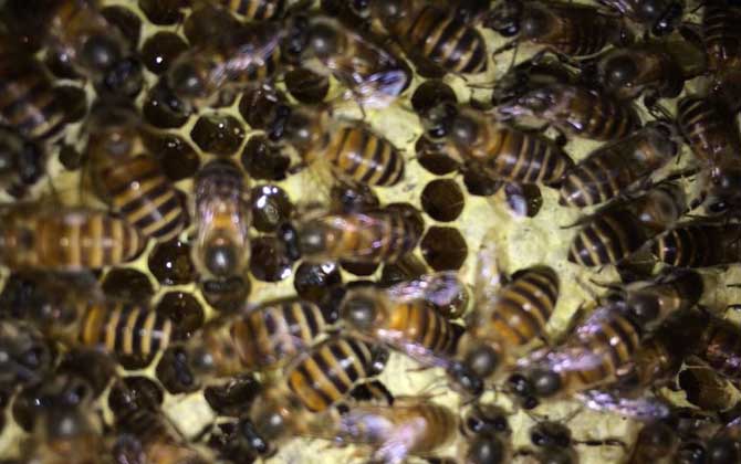 新收的蜜蜂怎么管理才好? 蜜蜂管理