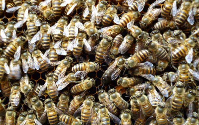 一箱蜜蜂一年能繁殖幾次? 蜜蜂