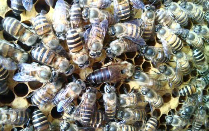 蜜蜂什么時候繁殖速度快? 蜜蜂