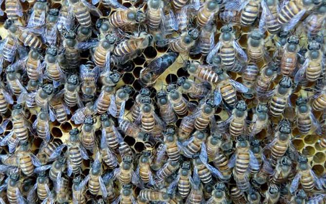 冬季怎么管理好蜂群? 養(yǎng)蜂