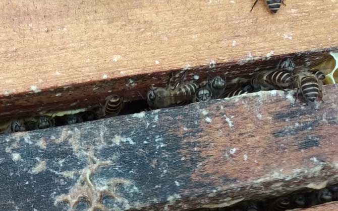 蜜蜂仿自然人工分蜂技術(shù) 蜜蜂