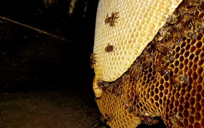 野生蜜蜂怎么抓到蜂王? 野生蜜蜂