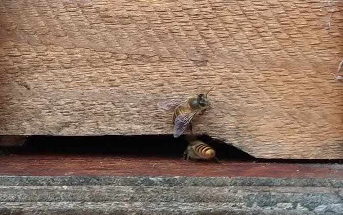 失王的蜂群會不會飛走? 蜂群失王