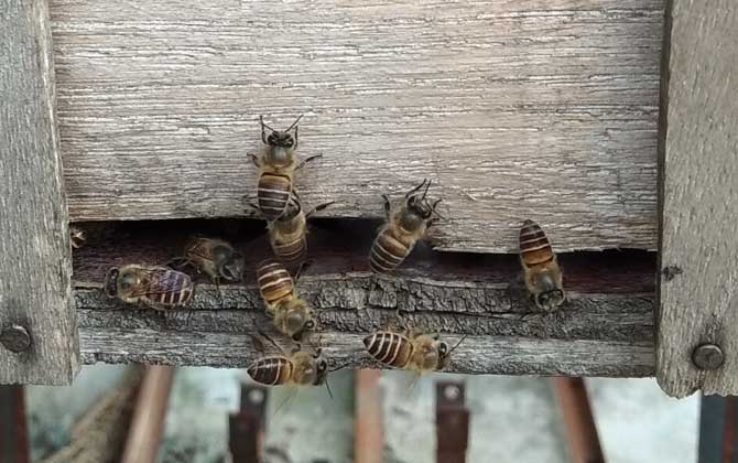 怎么判斷蜂群是否失王? 蜂群失王