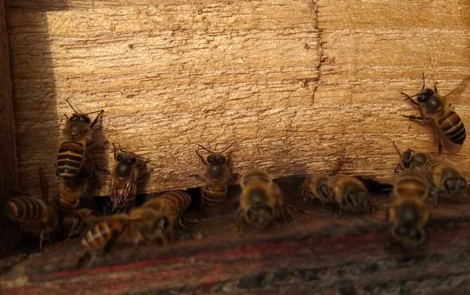 怎么判斷蜂群是否失王? 蜂群失王