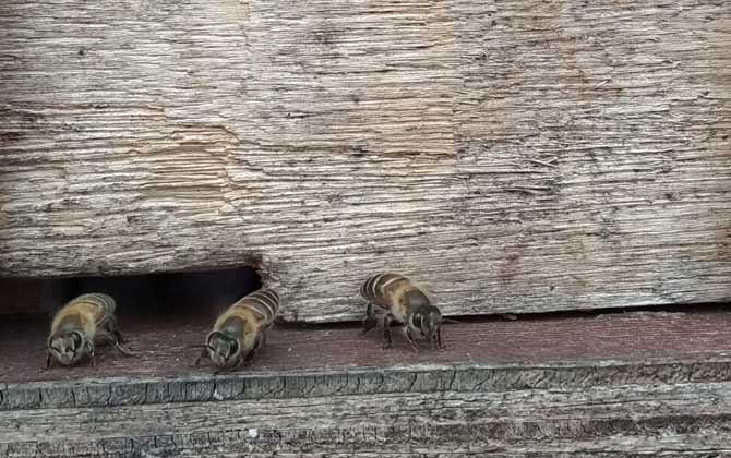 怎么判斷蜂群是否失王? 蜂群失王