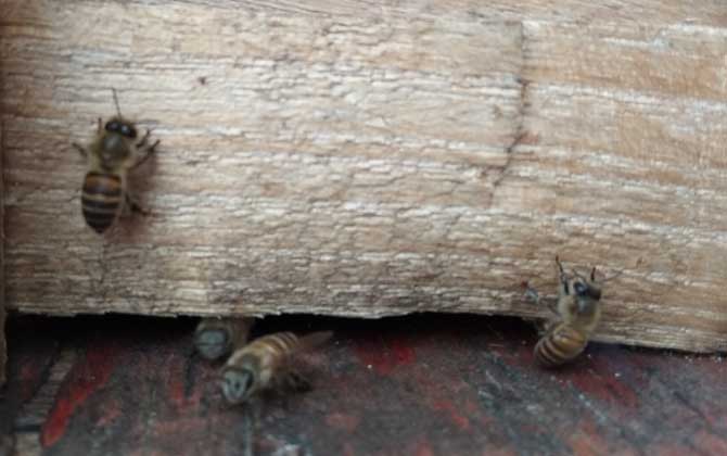 怎么判斷蜂群是否失王? 蜂群失王