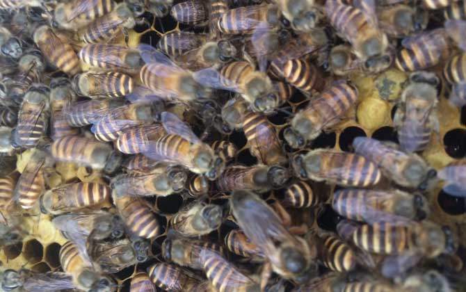 冬季養蜂多少天喂一次? 冬季養蜂