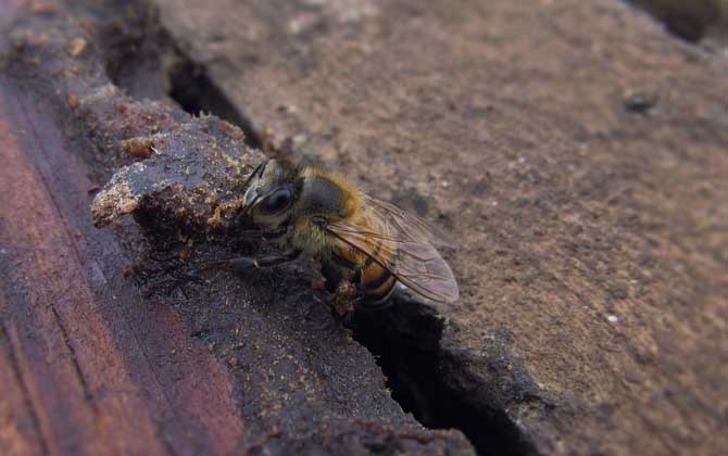 蜜蜂春繁技巧及注意事項(xiàng) 蜜蜂