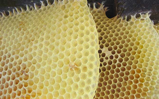 蜜蜂越冬什么溫度結團? 蜜蜂