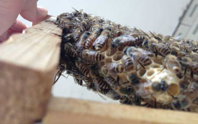 怎么將蛋群養(yǎng)成強(qiáng)群? 蛋群