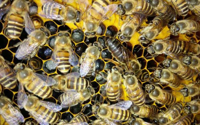 弱群怎么春繁成強群? 春繁