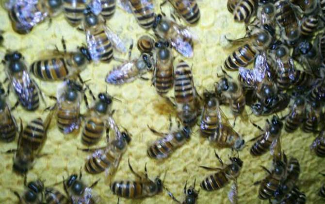 弱群怎么春繁成強群? 春繁