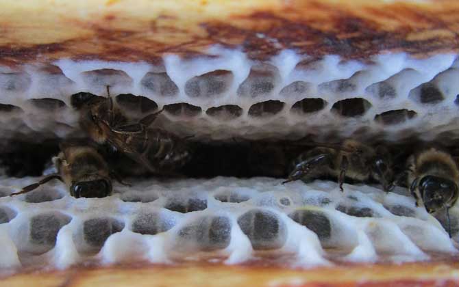 蜜蜂養殖技術及注意事項 蜜蜂養殖