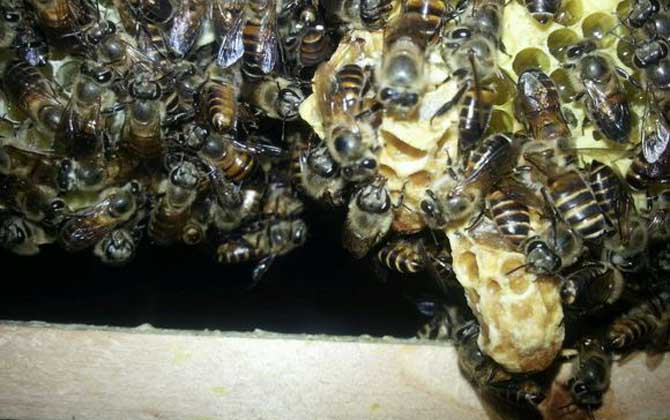養蜂怎樣原地人工分蜂? 人工分蜂