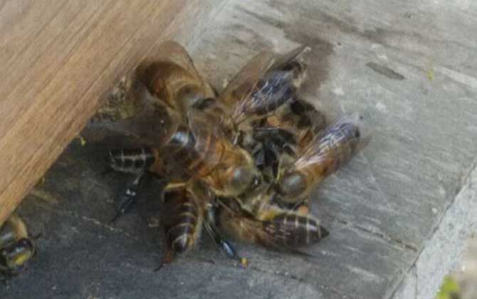 蜜蜂沖群是怎么回事? 蜜蜂