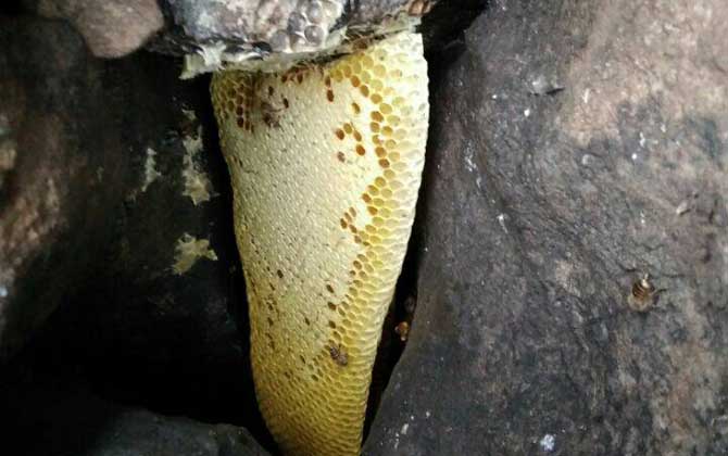 誘蜂洞挖好后怎么處理? 誘蜂洞