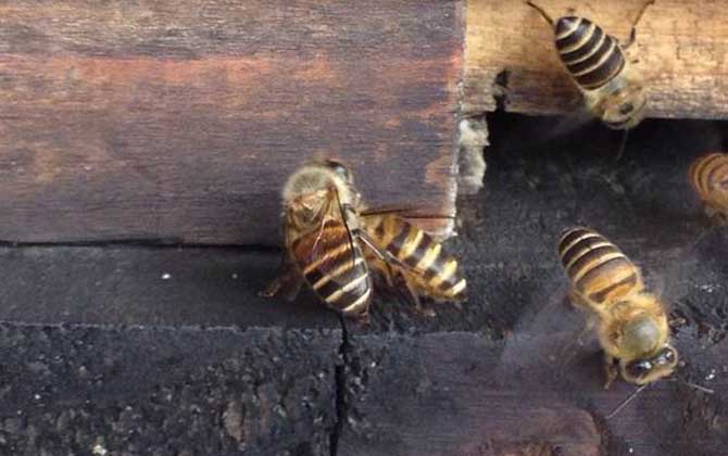 新買的蜂箱怎么誘蜂? 誘蜂